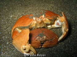 Two crabs mating in the Manado area by Paolo Rossi 